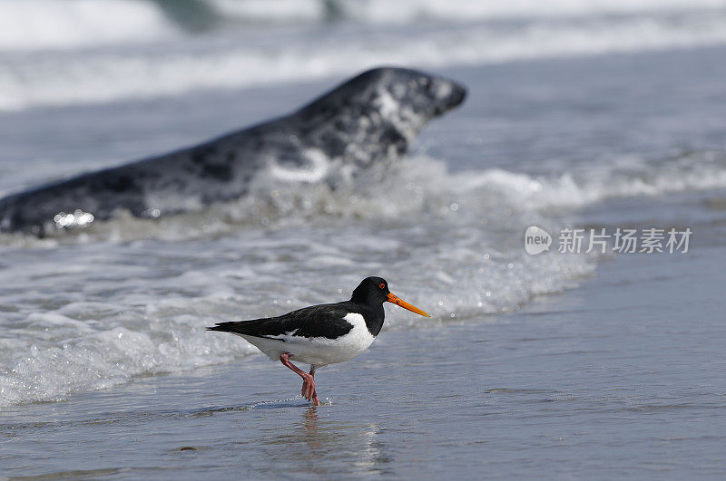 背景是海豹的蛎鹬(ostralegus Haematopus)